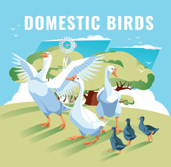 goose family on green meadow against blue sky. Vector flat illustration. Agriculture, animal husbandry and agriculture.