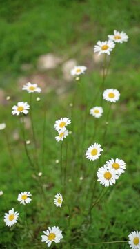 Vertical video of tall white daisies flowers in a wild green meadow field swaying on the wind on a sunny day.