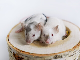 Two gray-white house mice with red eyes close-up sit on a block of wood on a white background with copy space. Fancy mouse, fancy mice, decorative mouse, home pet.