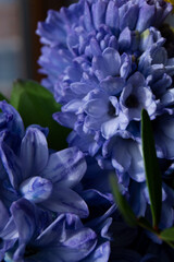 close up of a blue flower, nature, spring, plant 