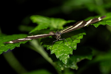 Zebra Longwing Butterfly