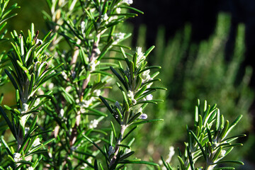 Rosemary branch, nature, green, herb, food