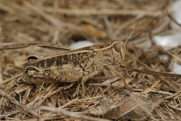 Closeup on an isolated Mediterranean Calliptamus locust grasshopper, sitting on the ground in the Gard, France