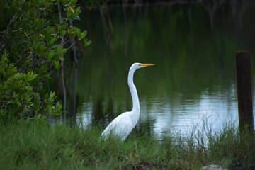 Great White Heron in Southern Florida