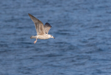 A winter morning on the cliffs photographing birds: curlews, waders, cormorants...