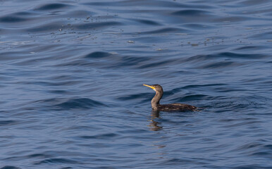 A winter morning on the cliffs photographing birds: curlews, waders, cormorants...