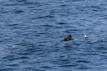 Fototapeta premium A winter morning on the cliffs photographing birds: curlews, waders, cormorants...