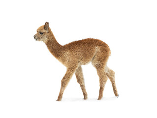 small alpaca isolated on white background
