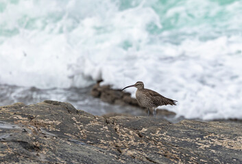 A winter morning on the cliffs photographing birds: curlews, waders, cormorants...