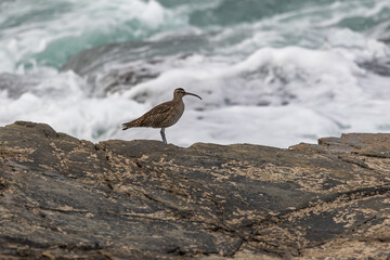 A winter morning on the cliffs photographing birds: curlews, waders, cormorants...