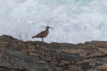 A winter morning on the cliffs photographing birds: curlews, waders, cormorants...