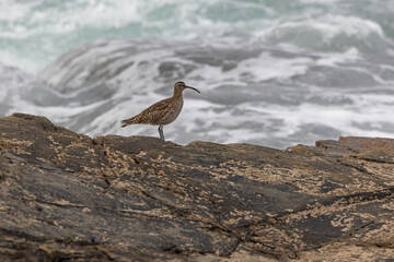 A winter morning on the cliffs photographing birds: curlews, waders, cormorants...