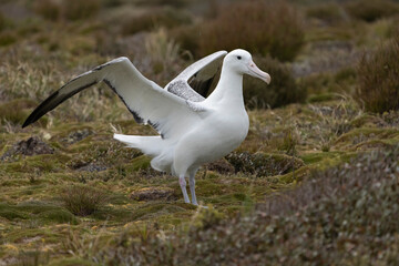 Southern royal albatross (Diomedea epomophora)