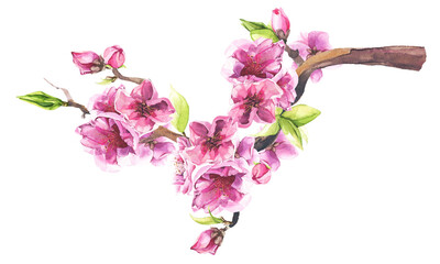Pink cherry blossoms and leaves bouquet. Watercolor painted floral arrangement. Cut out hand drawn PNG illustration on transparent background. Isolated clipart.