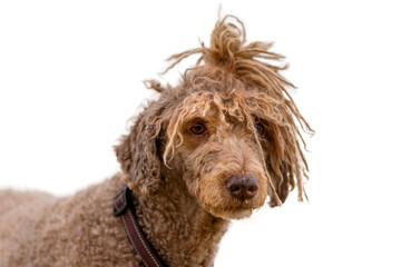 portrait of a dog with a funny hairstyle on a white background