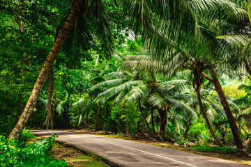 Road passing through the jungle in Praslin island