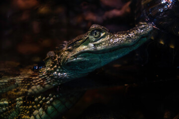 A young crocodile swims in the water.