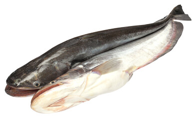 South Asian Boal fishes