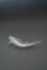 White fluffy feather on a gray background, close-up. Plumage Detail