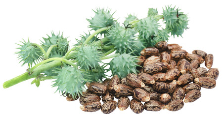 Castor beans