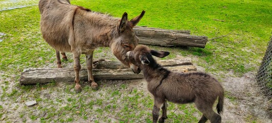 A family of wild donkeys grazes mom feeds the baby