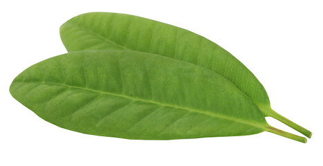 Obraz premium Clove leaves