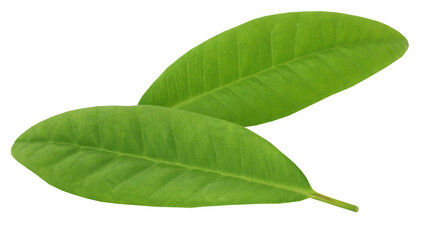 Clove leaves