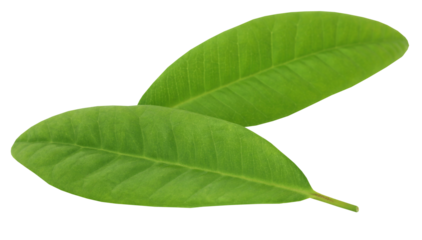 Clove leaves