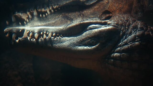 Crocodile teeth underwater close-up. Acute danger in the wild. The aligator is waiting in the river for its prey. Underwater filming.