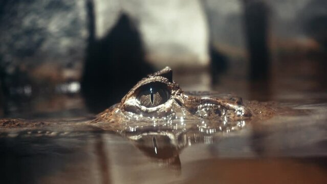 A wild animal is waiting for its prey. The eye of an aligator peeks out from the water. Close-up of the eyes of a live alligator. Crocodile, caiman. Dinosaur monster.