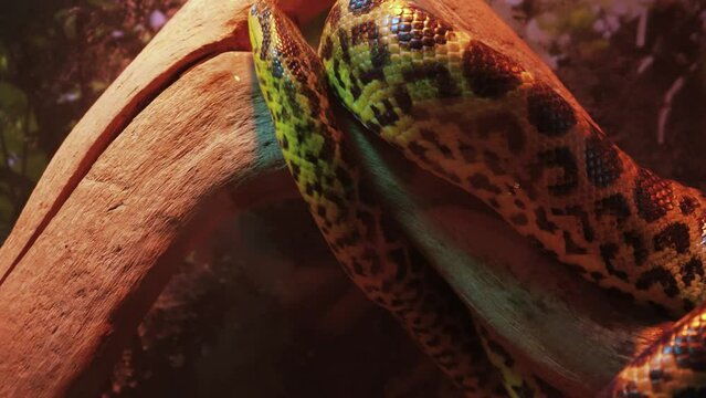 A large reticulated python crawls along the branches of a tree. 4k video. A beautiful pattern on the skin of a python that glows rainbow-like.