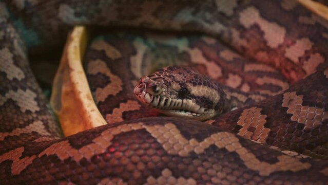 A scaly large reticulated python coiled up in a knot and waits for a victim. A beautiful pattern on the skin shimmers with a rainbow.