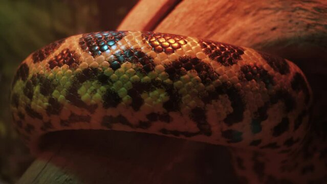 A large reticulated python crawls along the branches of a tree. 4k video. A beautiful pattern on the skin of a python that glows rainbow-like.