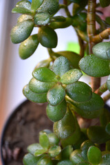 Crassula ovata minor, also known as jade plant, lucky plant, money plant or money tree. Succulent...