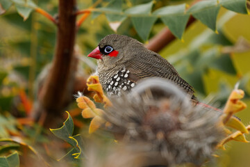 Red-eared Firetail - Stagonopleura oculata also known as Boorin, finch-like bird of coastal regions...