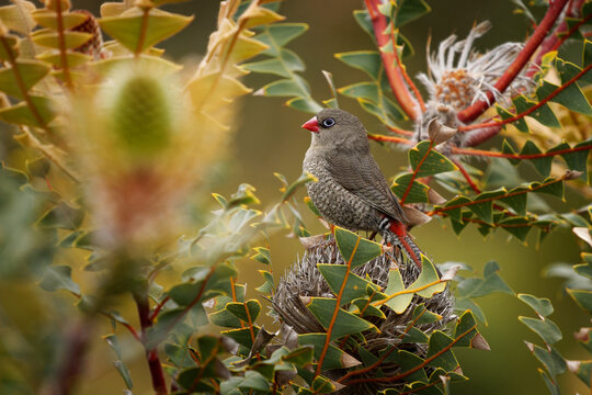 Red-eared Firetail - Stagonopleura oculata also known as Boorin, finch-like bird of coastal regions in Southwest Australia, black barred and white spotted plumage, scarlet bill and black mask