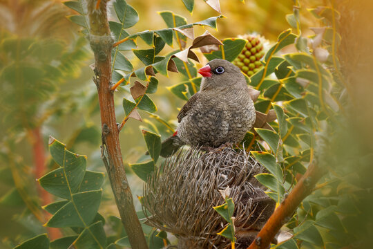 Red-eared Firetail - Stagonopleura oculata also known as Boorin, finch-like bird of coastal regions in Southwest Australia, black barred and white spotted plumage, scarlet bill and black mask