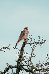 Turmfalke