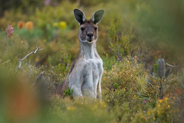 Foto op Plexiglas Western Grey Kangaroo - Macropus fuliginosus also giant or black-faced or mallee kangaroo or sooty kangaroo, large common kangaroo from southern part of Australia, in bushes © phototrip.cz