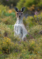 Western Grey Kangaroo - Macropus fuliginosus also giant or black-faced or mallee kangaroo or sooty kangaroo, large common kangaroo from southern part of Australia, in bushes