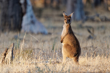 Western Grey Kangaroo - Macropus fuliginosus also giant or black-faced or mallee kangaroo or sooty kangaroo, large common kangaroo from southern part of Australia, in bushes