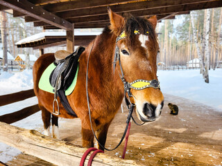 Fototapeta premium horse in winter