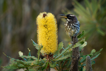 New Holland Honeyeater - Phylidonyris novaehollandiae - young australian bird with yellow color in the wings feeding on nectar on the yellow banksia blossom in southern Australia