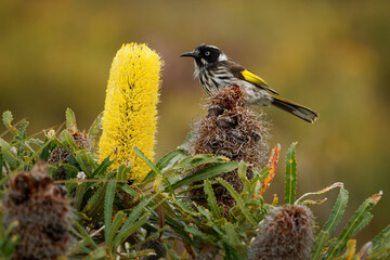 New Holland Honeyeater - Phylidonyris novaehollandiae - australian bird with yellow color in the...