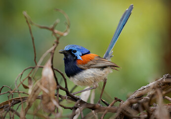Blue-breasted Fairywren or Wren - Malurus pulcherrimus, non-migratory and endemic passerine bird in Maluridae, bright blue and brown orange bird with long tail from Western Australia