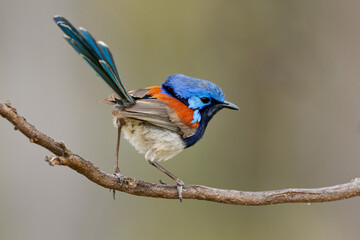 Blue-breasted Fairywren or Wren - Malurus pulcherrimus, non-migratory and endemic passerine bird in Maluridae, bright blue and brown orange bird with long tail from Western Australia