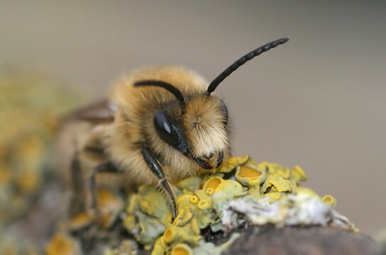 Frontal closeup of a male spring mining bee, Colletes cunicularius crawling on a twig