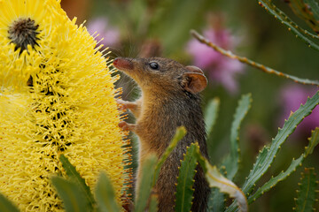Honey Possum or noolbenger Tarsipes rostratus tiny marsupial feeds on the nectar and pollen of yellow bloom, important pollinator for Banksia attenuata and coccinea and Adenanthos cuneatus - 573358004