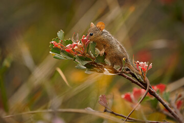 Honey Possum or noolbenger Tarsipes rostratus tiny marsupial feeds on the nectar and pollen of yellow bloom, important pollinator for Banksia attenuata and coccinea and Adenanthos cuneatus - obrazy, fototapety, plakaty