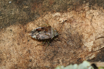 Closeup on the Parent bug, Elasmucha grisea sitting on a twig